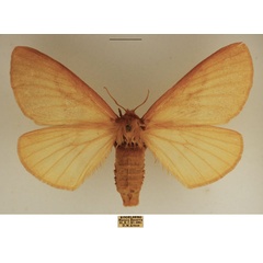 /filer/webapps/moths/media/images/U/uniformis_Schistissa_AF_TMSA.jpg
