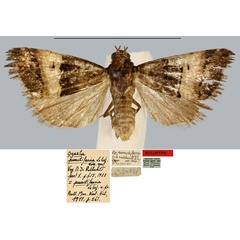 /filer/webapps/moths/media/images/P/punctifascia_Ozarba_HT_MNHN.jpg