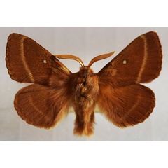 /filer/webapps/moths/media/images/T/trifolii_Lasiocampa_AM_Stroehle_04.jpg