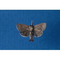 /filer/webapps/moths/media/images/S/shimonii_Metarbela_HT_BMNH.jpg