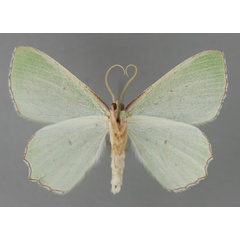 /filer/webapps/moths/media/images/A/araria_Adicocrita_A_ZSM_02.jpg