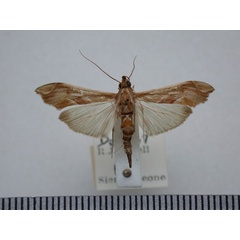 /filer/webapps/moths/media/images/B/bibundalis_Agathodes_A_Revell.jpg