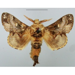 /filer/webapps/moths/media/images/O/obscura_Odontocheilopteryx_AM_TMSA.jpg