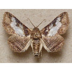 /filer/webapps/moths/media/images/M/mendax_Pericyma_A_Butler_02.jpg