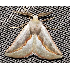 /filer/webapps/moths/media/images/S/subroseoides_Drepanogynis_A_Braun_02.jpg
