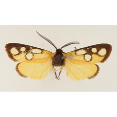 /filer/webapps/moths/media/images/K/kenyensis_Caffricola_AM_TMSA_01.jpg