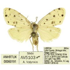 /filer/webapps/moths/media/images/G/gypsia_Siccia_AM_ANHRT.jpg