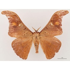 /filer/webapps/moths/media/images/L/leonardi_Dogoia_HT_RBINS_01.jpg