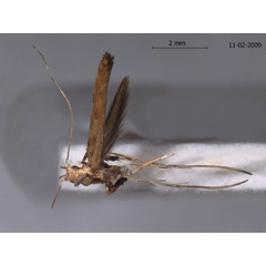 /filer/webapps/moths/media/images/I/ingrata_Caloptilia_HT_ZMUC.jpg