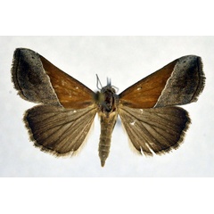 /filer/webapps/moths/media/images/L/lividalis_Hypena_AF_NHMO.jpg