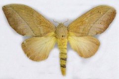 Pallastica cornuta