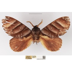 /filer/webapps/moths/media/images/P/porphyria_Cryptopacha_AM_NHMUK.jpg