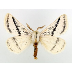 /filer/webapps/moths/media/images/P/patagiata_Rhabdosia_AM2_Basquin.jpg