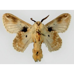 /filer/webapps/moths/media/images/N/nemesida_Eucraera_HT_ZMHB_02.jpg
