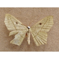/filer/webapps/moths/media/images/N/neptunaria_Traminda_A_Butler.jpg