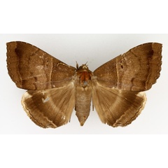 /filer/webapps/moths/media/images/M/mormoides_Achaea_AF_TMSA_01.jpg