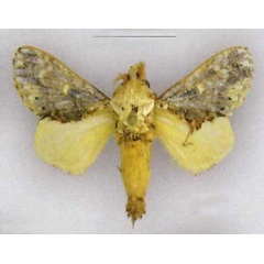 /filer/webapps/moths/media/images/S/spicola_Odontocheilopteryx_HT_SNHM.jpg