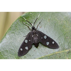 /filer/webapps/moths/media/images/N/nigra_Melanonaclia_AM_Woodham.jpg