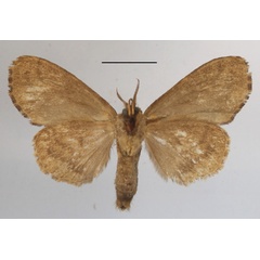 /filer/webapps/moths/media/images/D/disjuncta_Belisaria_A_MGCLb_01.JPG