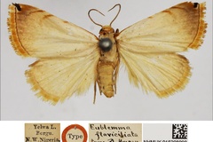 Honeyania flaviciliata