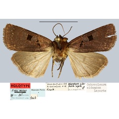 /filer/webapps/moths/media/images/S/sidamona_Ochropleura_HT_MNHN.jpg