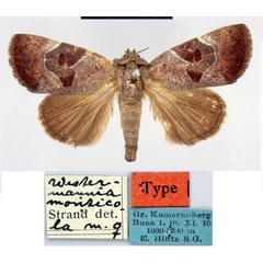 /filer/webapps/moths/media/images/M/monticola_Westermannia_HT_ZMHB.jpg