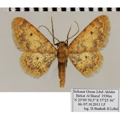 /filer/webapps/moths/media/images/S/sanctaria_Idaea_AM_ZSM.jpg