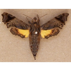 /filer/webapps/moths/media/images/P/pseudopylas_Temnora_A_Butler.jpg