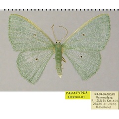 /filer/webapps/moths/media/images/V/viridipes_Prasinocyma_PTF_ZSM.jpg