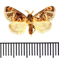 /filer/webapps/moths/media/images/N/nervosa_Zinara_AM_BMNH_01.jpg