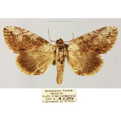 /filer/webapps/moths/media/images/P/perineti_Pseudotolna_AF_MNHN.jpg