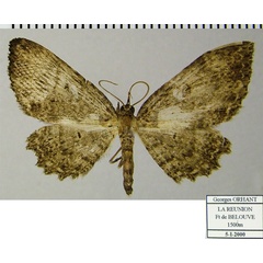 /filer/webapps/moths/media/images/I/inaequata_Collix_AM_ZSMa.jpg