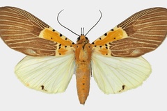 Asota speciosa