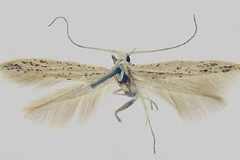Coleophora leptella