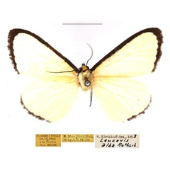 /filer/webapps/moths/media/images/A/alba_Leucovis_AM_RBINS.jpg