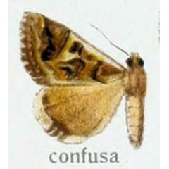 /filer/webapps/moths/media/images/C/confusa_Cerocala_HT_Seitz_62f.jpg