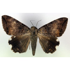 /filer/webapps/moths/media/images/L/lienardi_Achaea_AM_RMCA_05.jpg