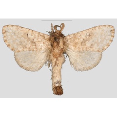 /filer/webapps/moths/media/images/L/lobanovorum_Ingolehmannia_HT_Mueller.jpg