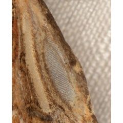 /filer/webapps/moths/media/images/S/stigmatia_Heliocheilus_AM_Heyns_03.jpg