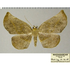 /filer/webapps/moths/media/images/H/hygrochroaria_Drepanogynis_AF_ZSM.jpg
