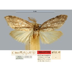 /filer/webapps/moths/media/images/M/multistrigata_Viettesia_HT_MNHN.jpg