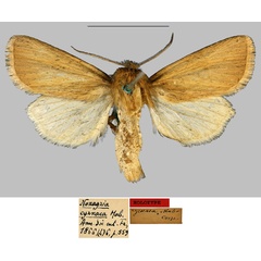 /filer/webapps/moths/media/images/C/cyrnaea_Nonagria_HT_MNHN.jpg