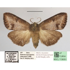 /filer/webapps/moths/media/images/M/macrodonta_Rasemia_AF_MGCLa_03.jpg