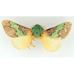 /filer/webapps/moths/media/images/V/vitilena_Latoia_AM_TMSA.jpg