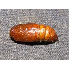/filer/webapps/moths/media/images/F/fasciata_Euproctis_P_Goff_04.jpg