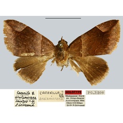 /filer/webapps/moths/media/images/A/analamerana_Caranilla_HT_MNHN.jpg