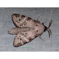 /filer/webapps/moths/media/images/C/crucis_Hirtocossus_AM_Bippus.jpg