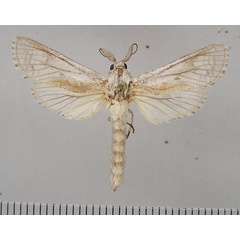 /filer/webapps/moths/media/images/M/mesosticta_Aethalopteryx_AM_ZSM.jpg