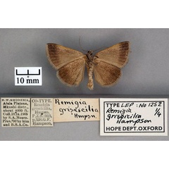 /filer/webapps/moths/media/images/G/griseicilia_Remigia_ST_OUMNH_02.jpg