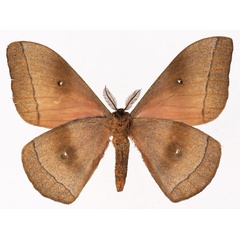 /filer/webapps/moths/media/images/H/hecate_Gonimbrasia_AM_Basquinb.jpg